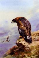 Thorburn, Archibald - A Golden Eagle